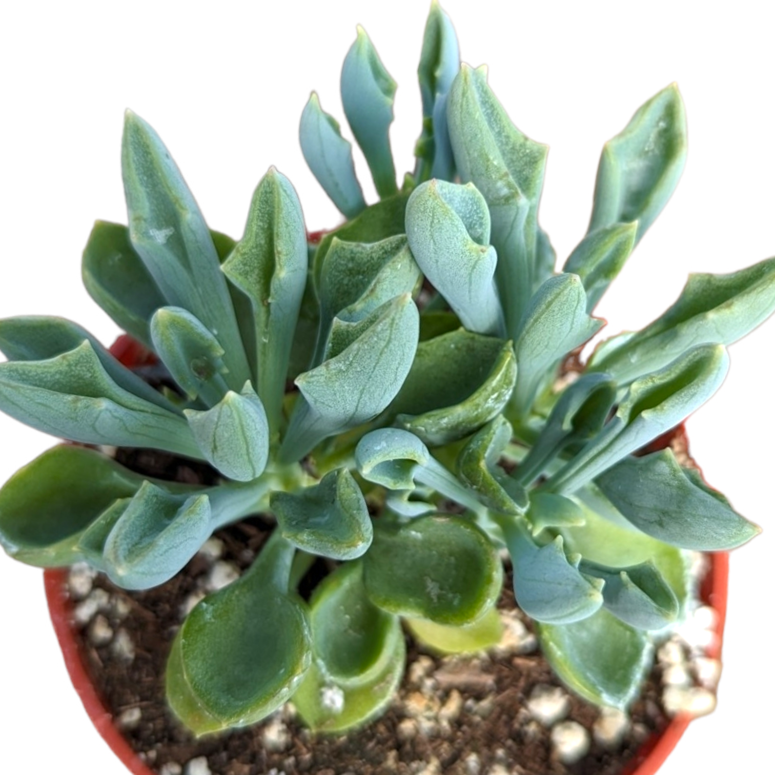 Senecio kleiniiformis - Spear Head - Succulents Depot