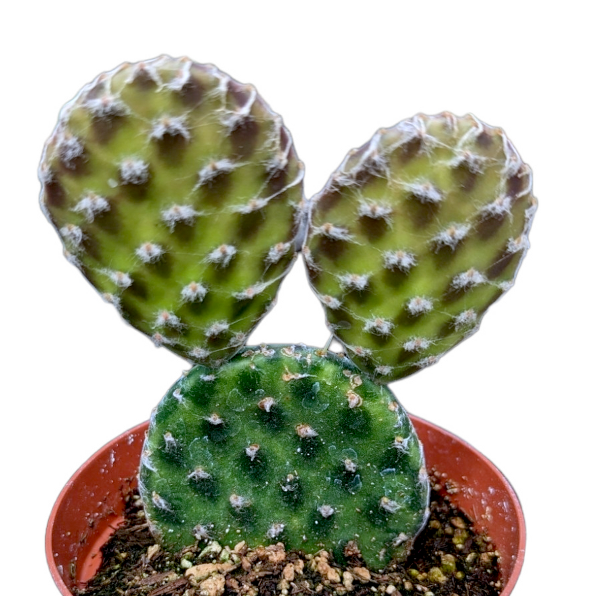 Opuntia decumbens potted cactus with three oval pads.