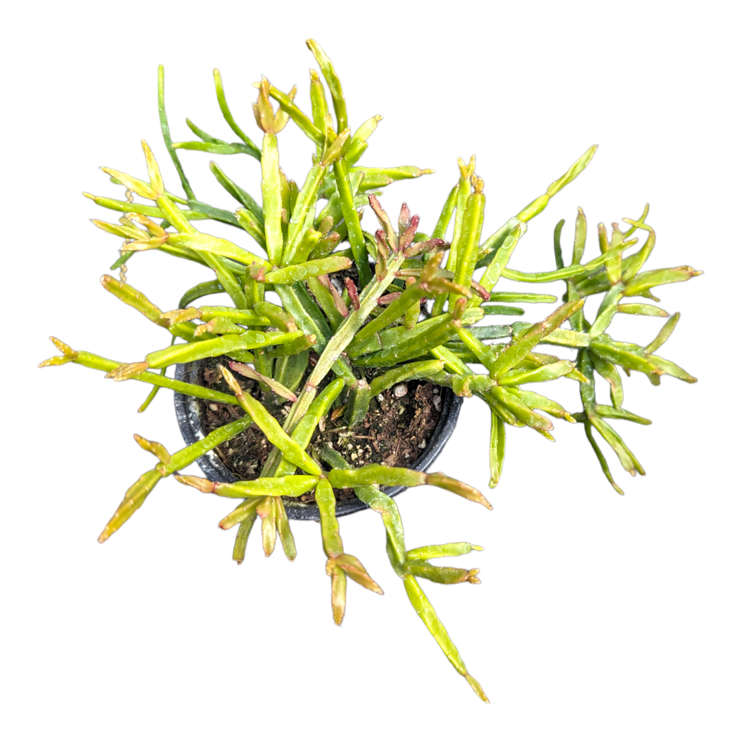 Rhipsalis Sulcata