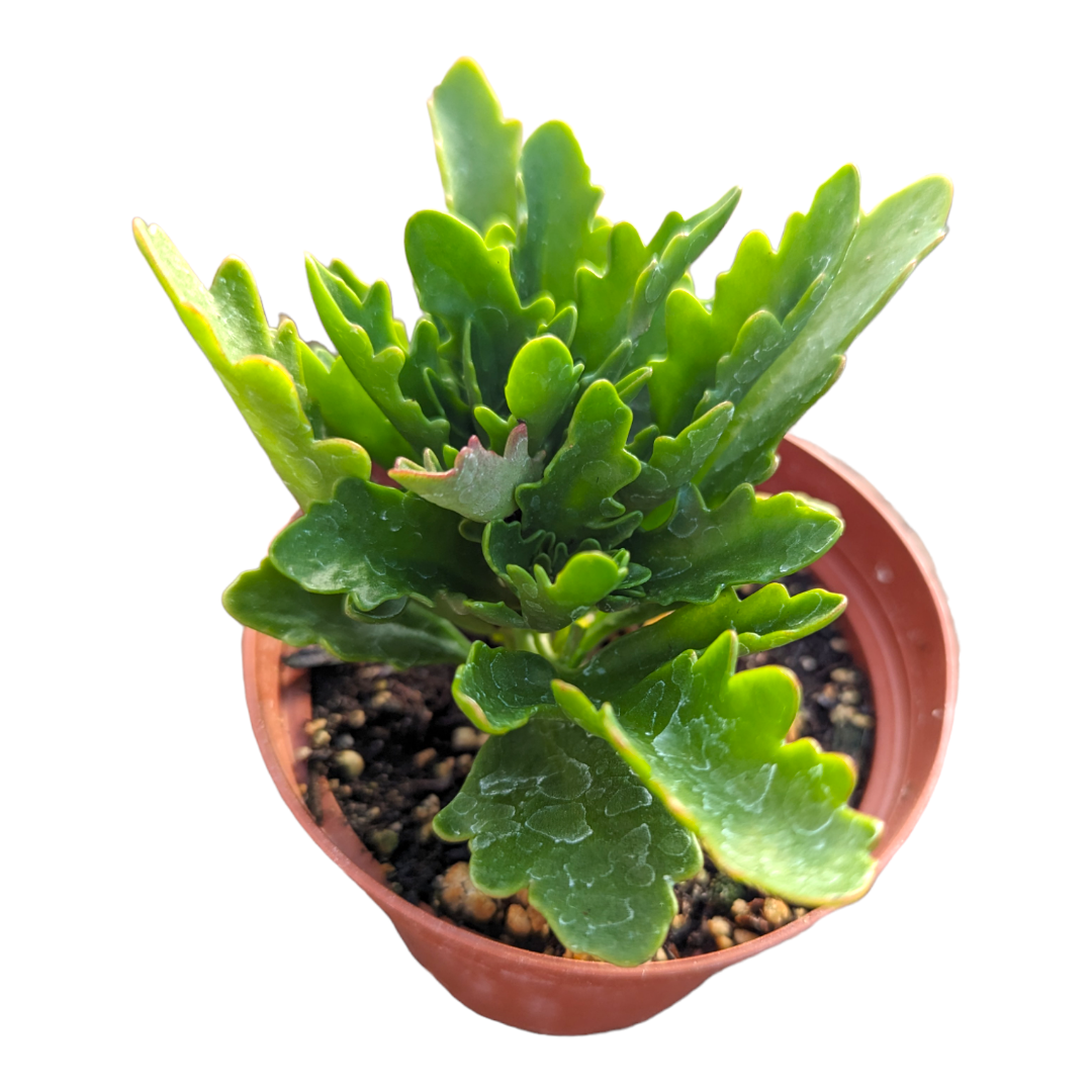 Kalanchoe blossfeldian Flaming Katy