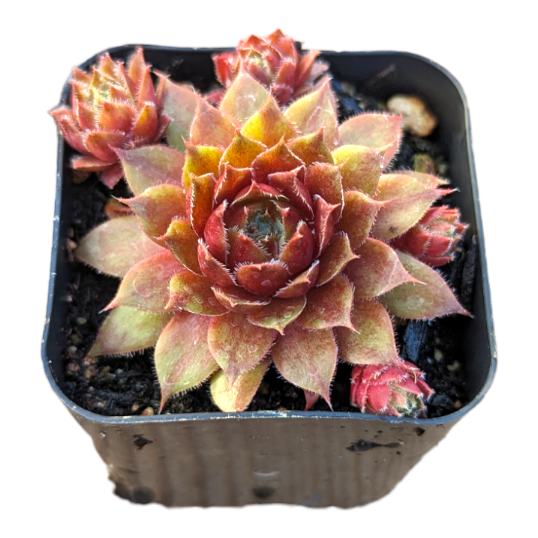 Sempervivum Red Ruby in nursery pot with offsets.