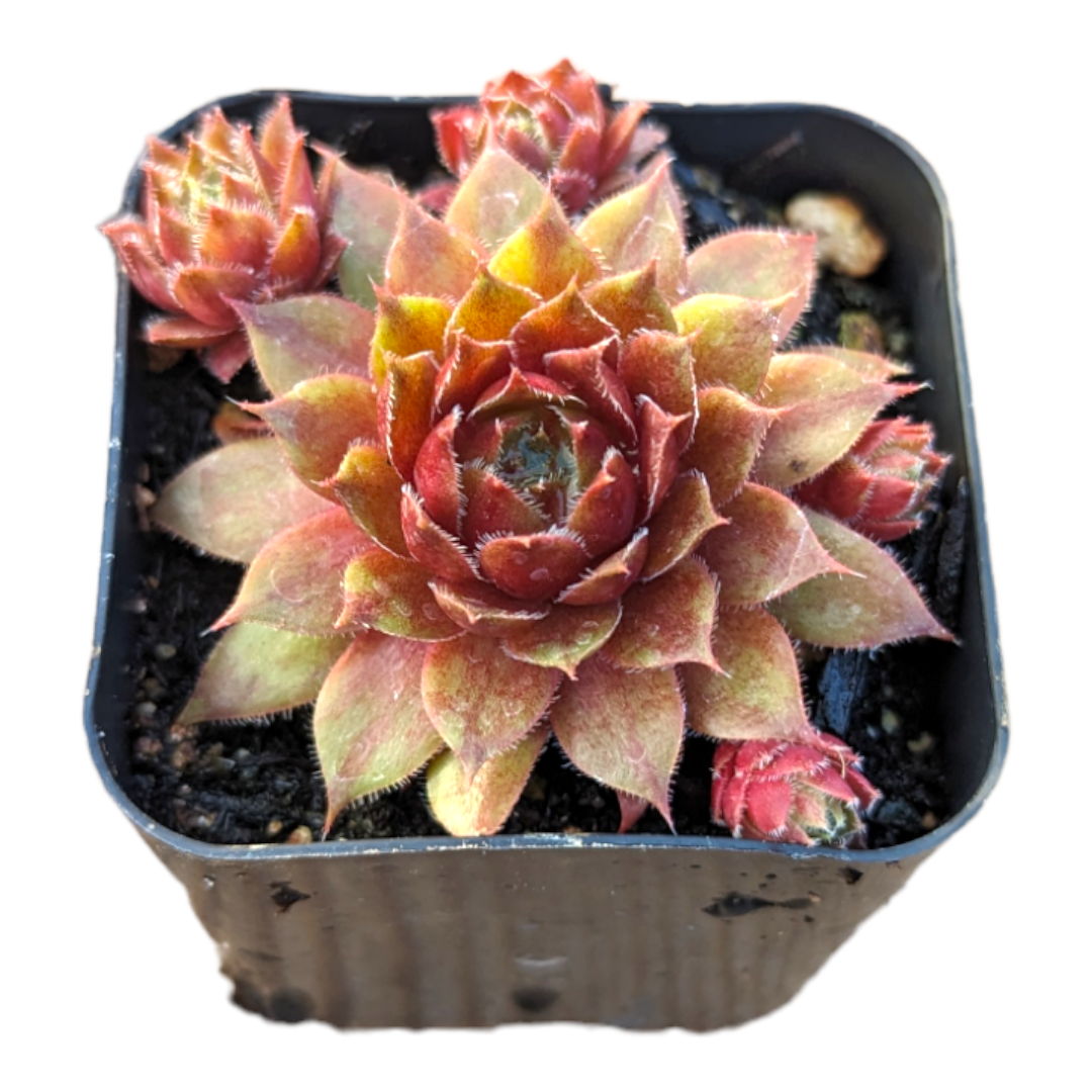 Sempervivum Red Ruby - Succulents Depot