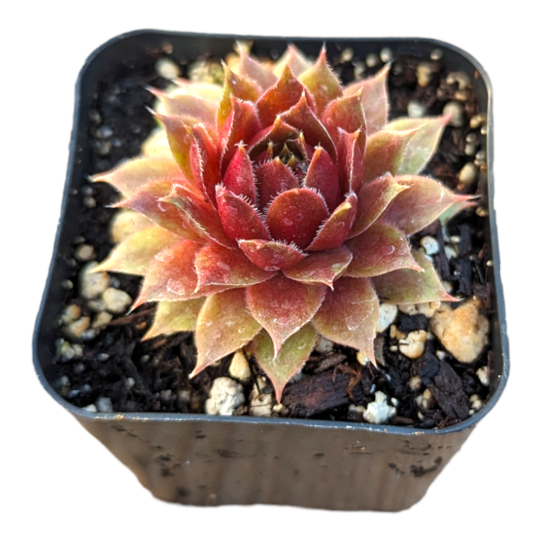 Sempervivum Red Ruby - Succulents Depot