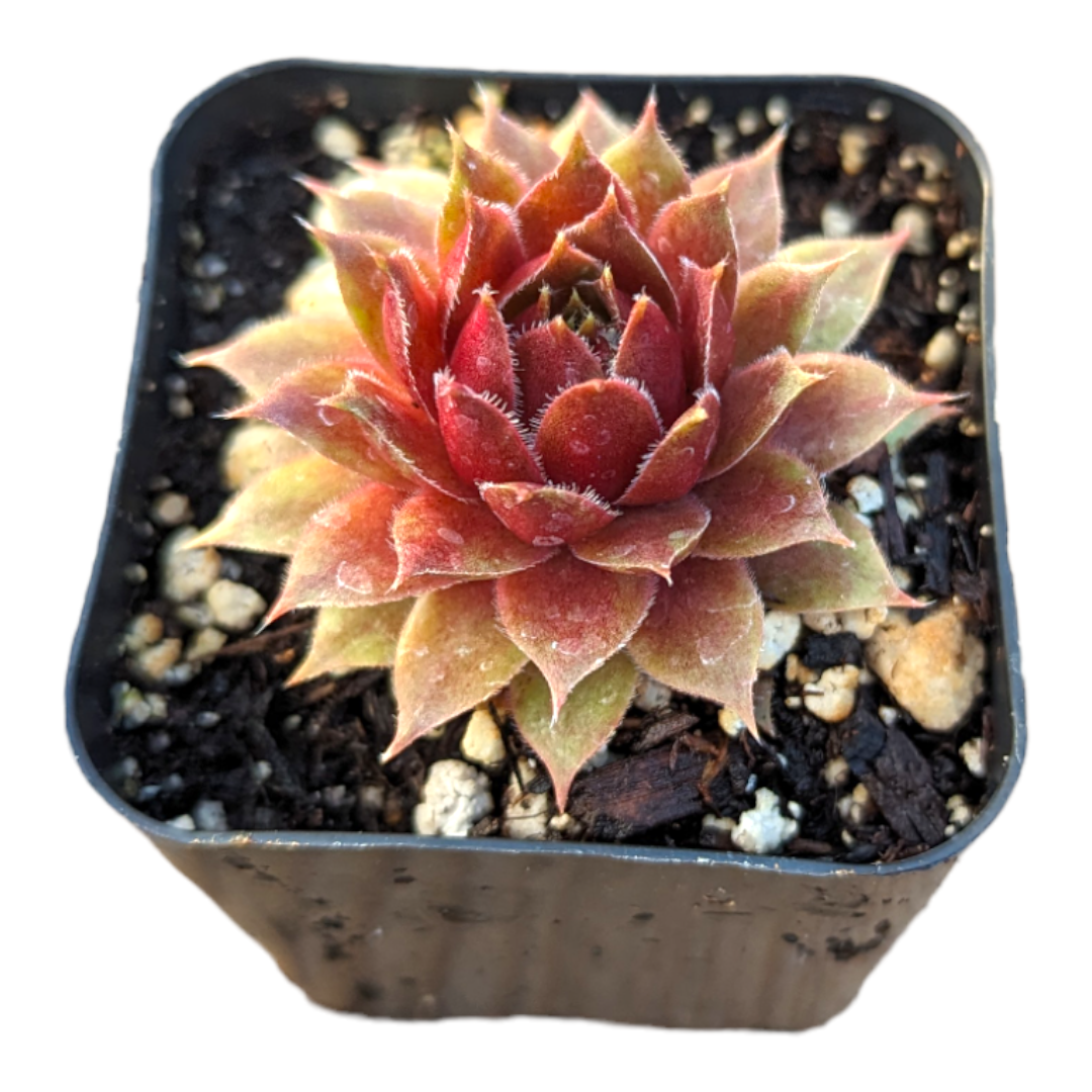 Sempervivum Red Ruby succulent in potting mix.