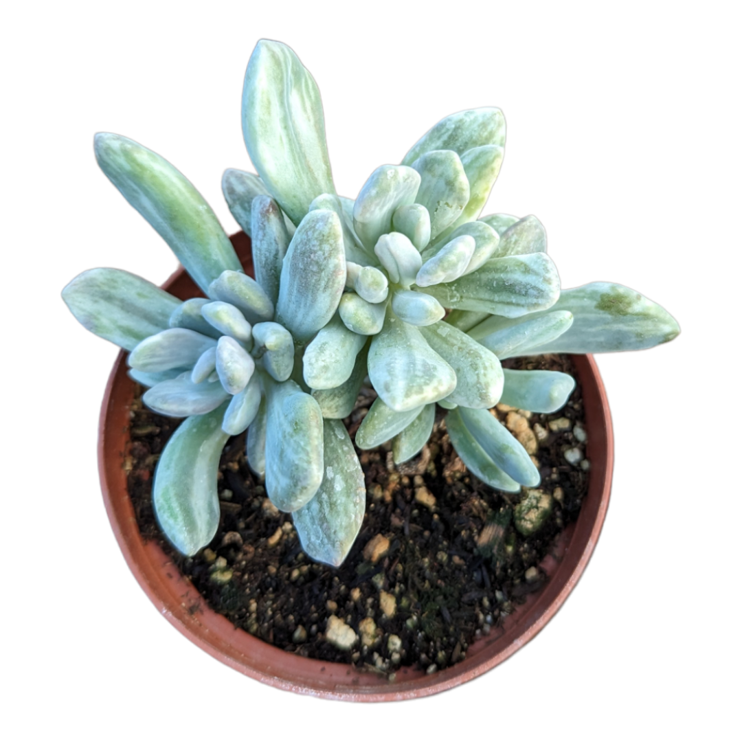 white leaf succulent Pachyveria Variegata -