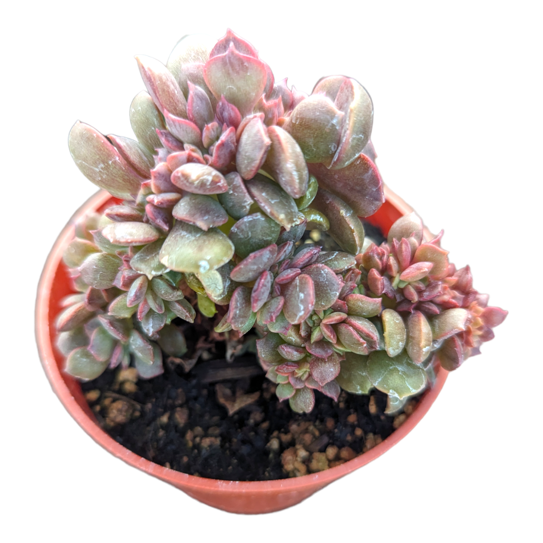 Echeveria Vampire 'Red ball'