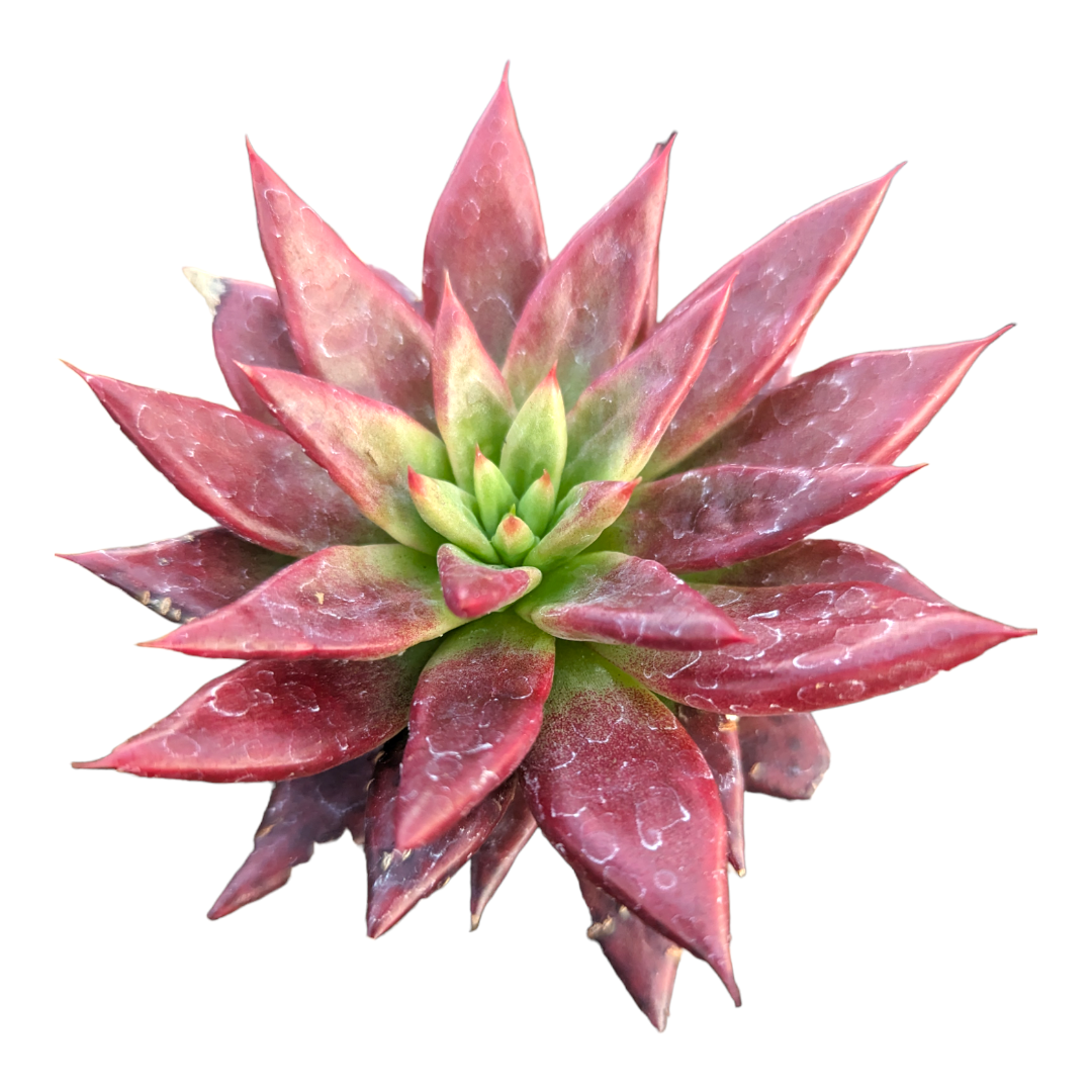 fire succulent Echeveria Fire Eagle