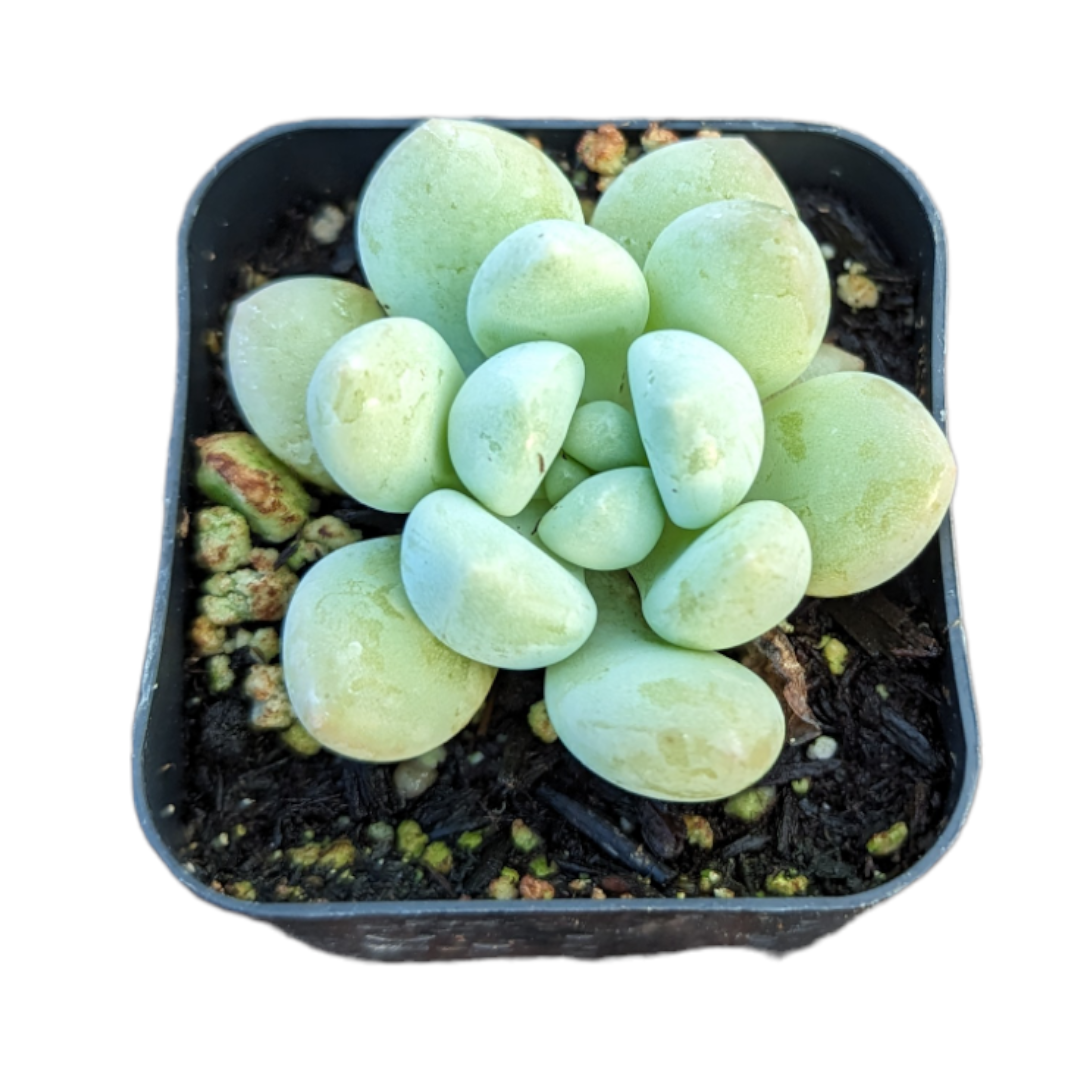 Graptosedum Miul 