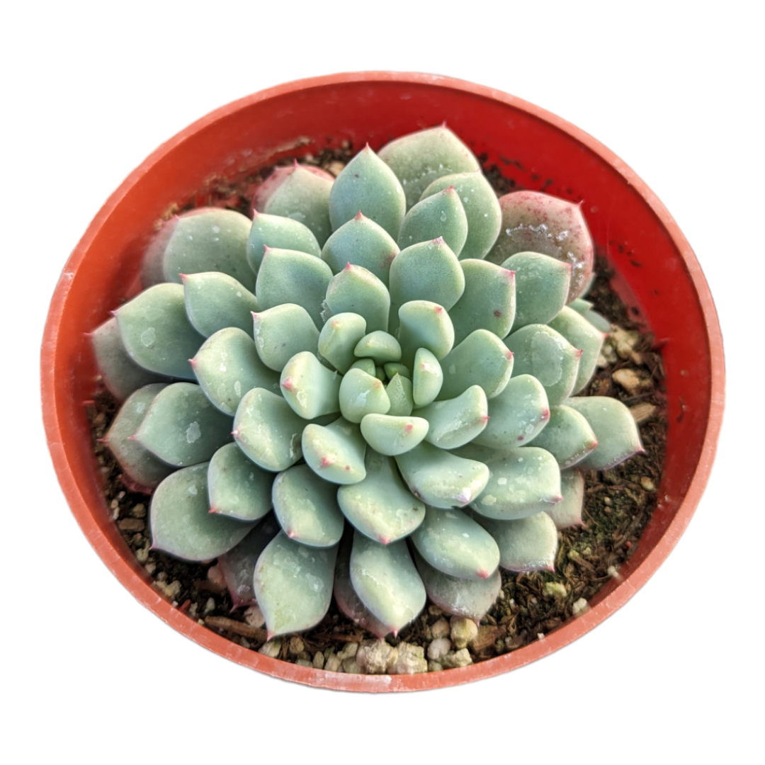 Echeveria 'Panda Face' in round nursery pot.