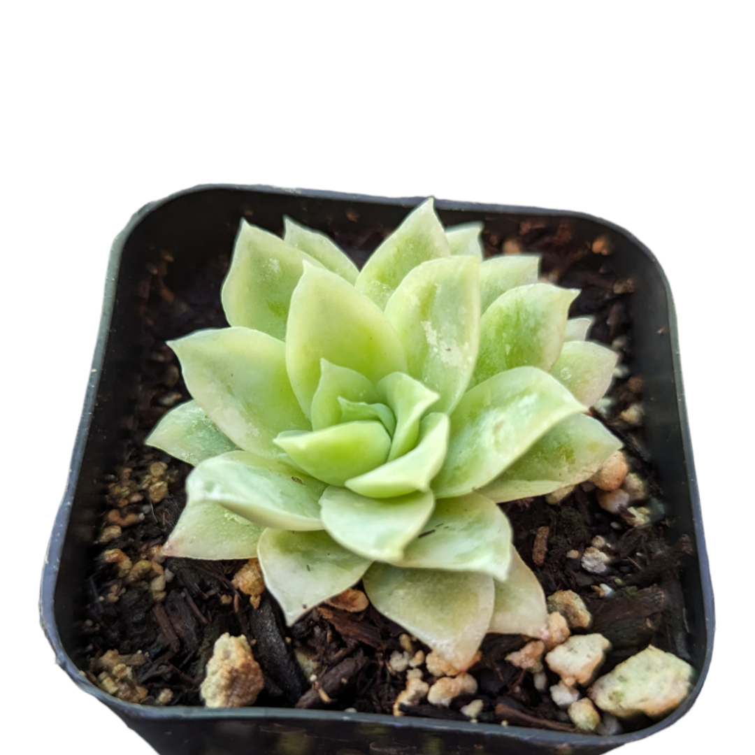 rose queen succulent Echeveria Rose queen