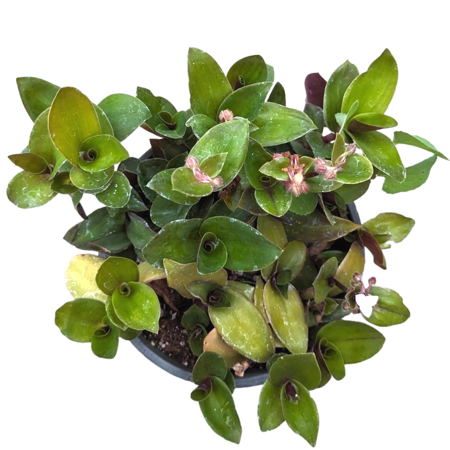 水草育成 ADA CO. TWIST COUNTER Tradescantia sillamontana Purple Haze Wandering Dude