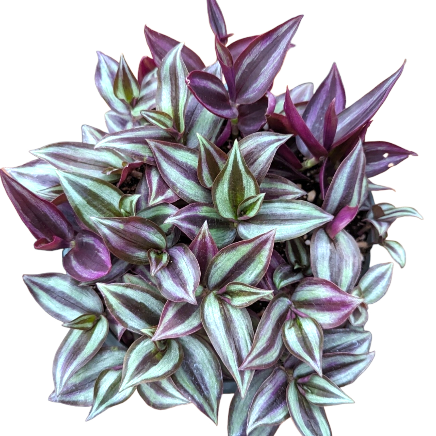 is a wandering jew a succulent Tradescantia zebrina Violet Wandering Dude 4 Inch
