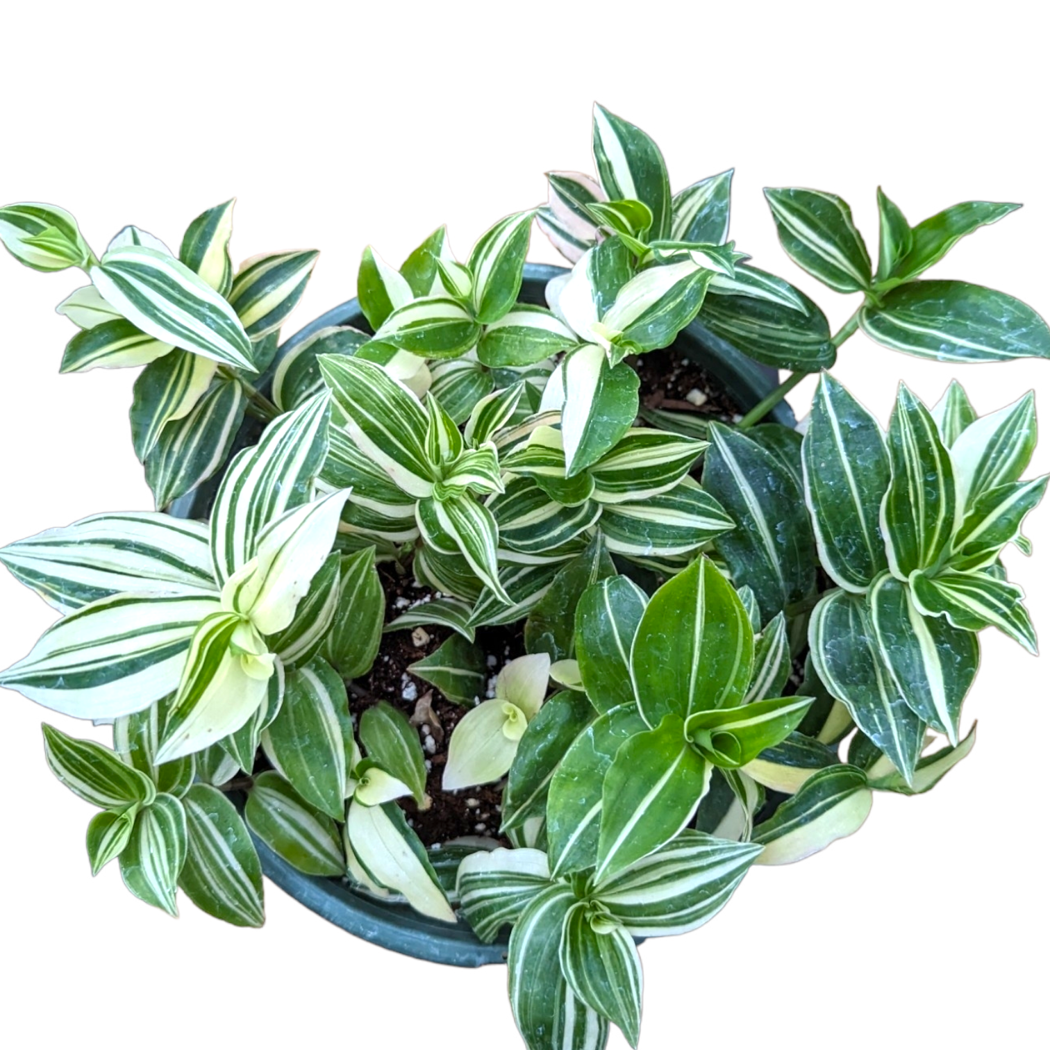 Tradescantia fluminensis Variegata Wandering Dude