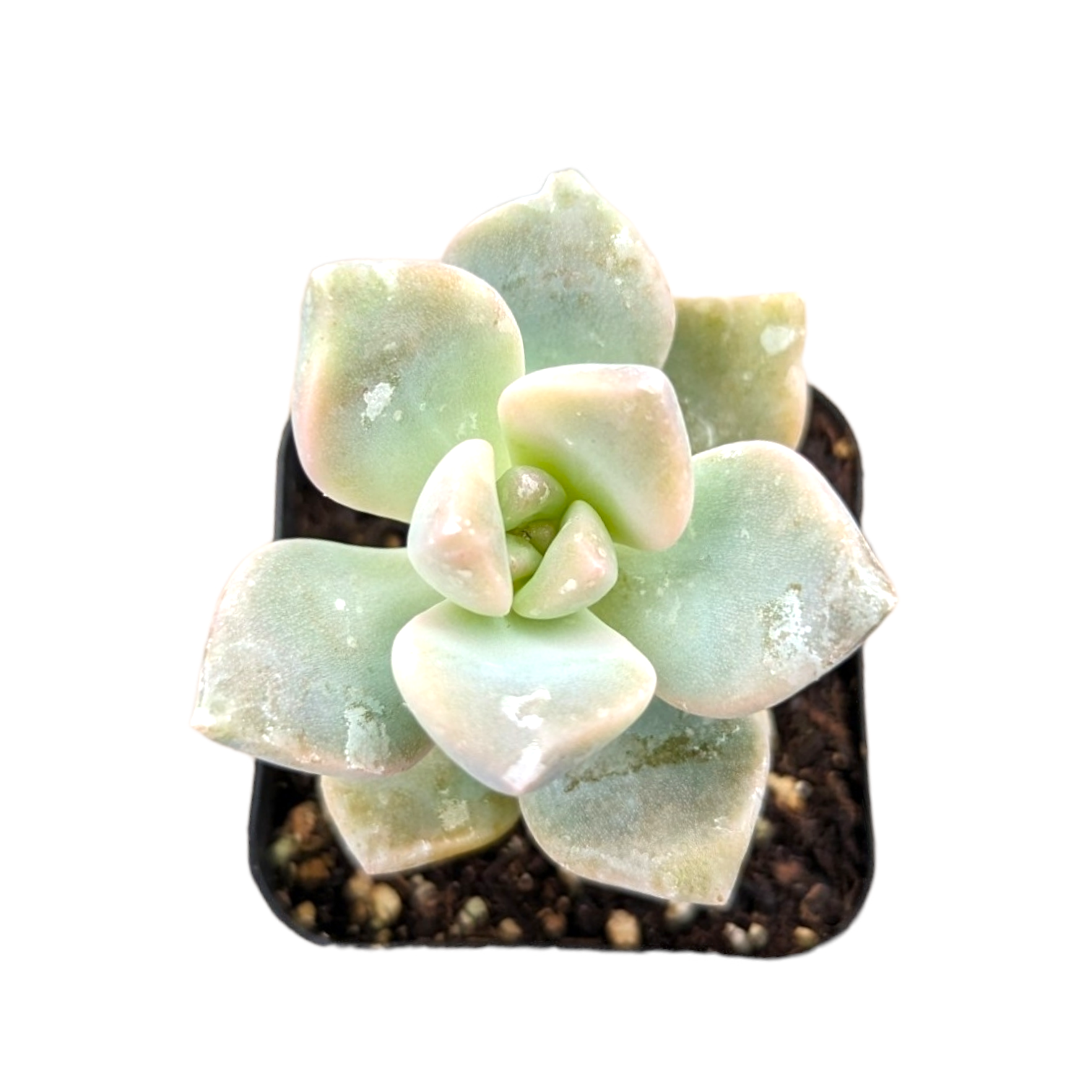 Graptoveria Titubans Variegated