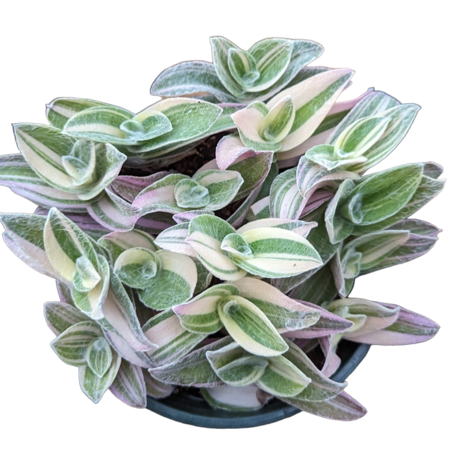 Tradescantia sillamontana 'White Velvet' Variegated Wandering Dude