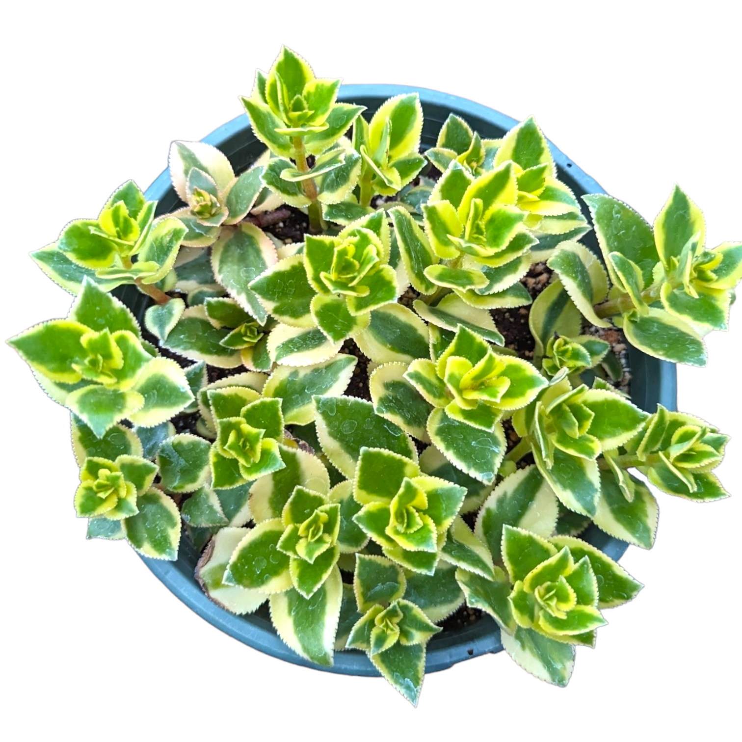 Crassula sarmentosa 'Comet' Variegata in a small pot, top view.