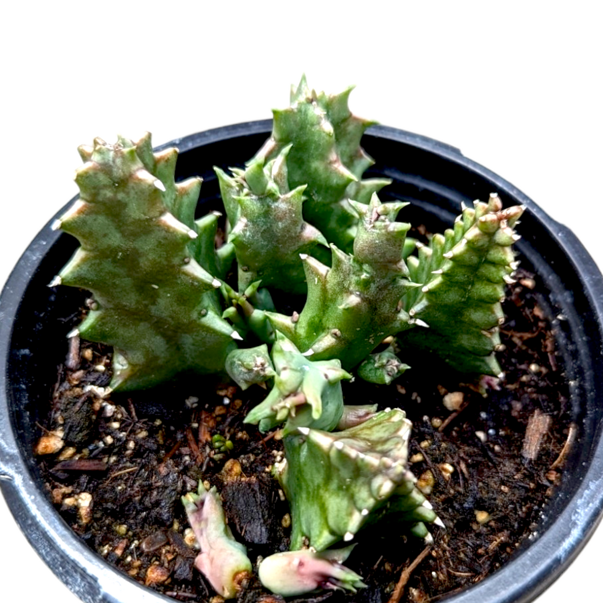Huernia Zebrina Stapelia in a nursery pot with new shoots.
