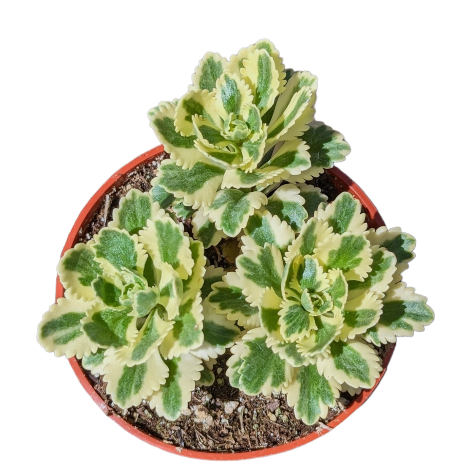 Sedum takesimense Atlantis™ Variegated