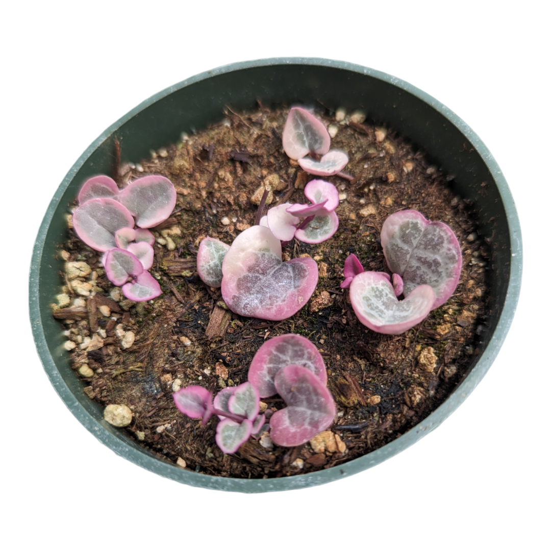Ceropegia woodii Variegated String of Hearts - Succulents Depot