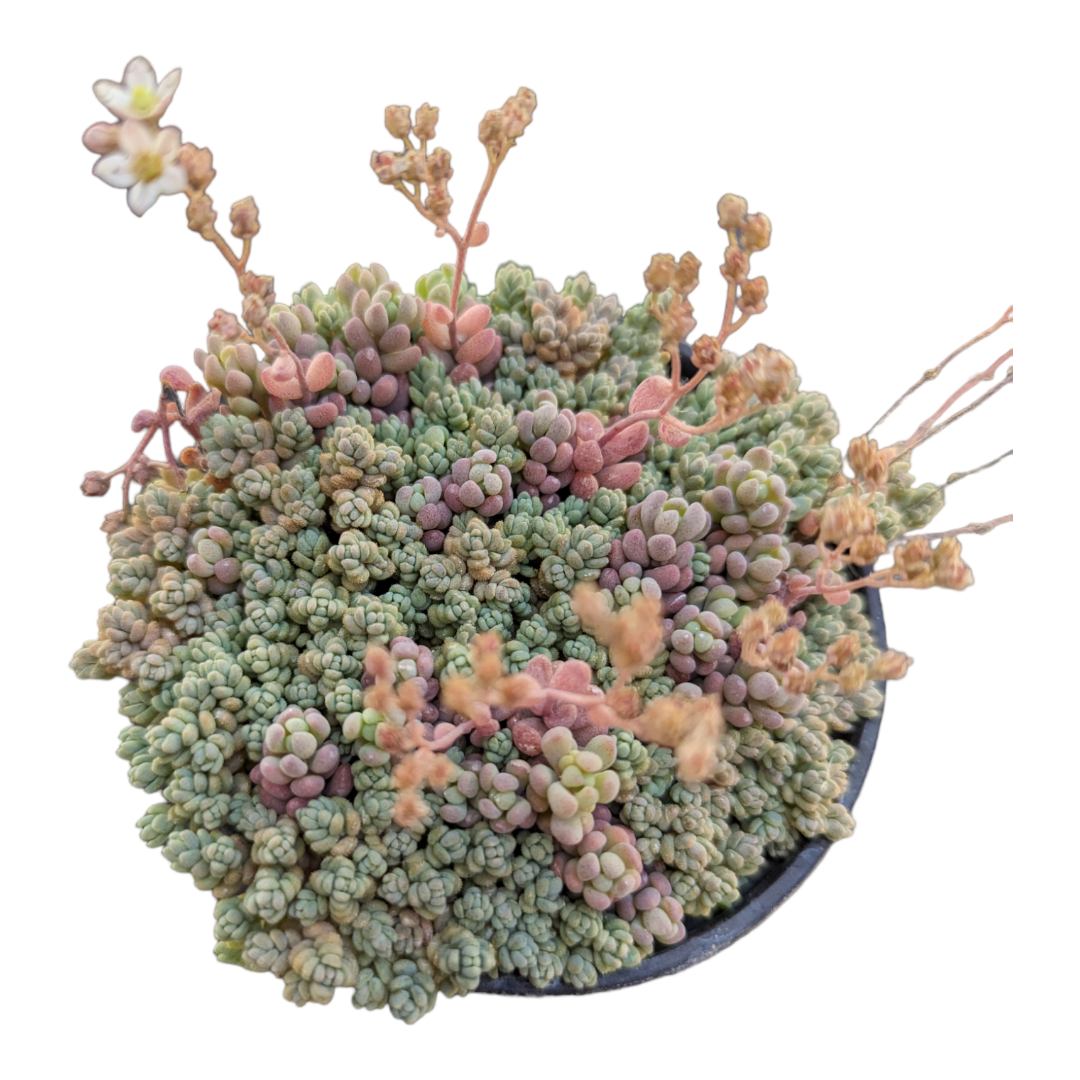 Sedum dasyphyllum mix