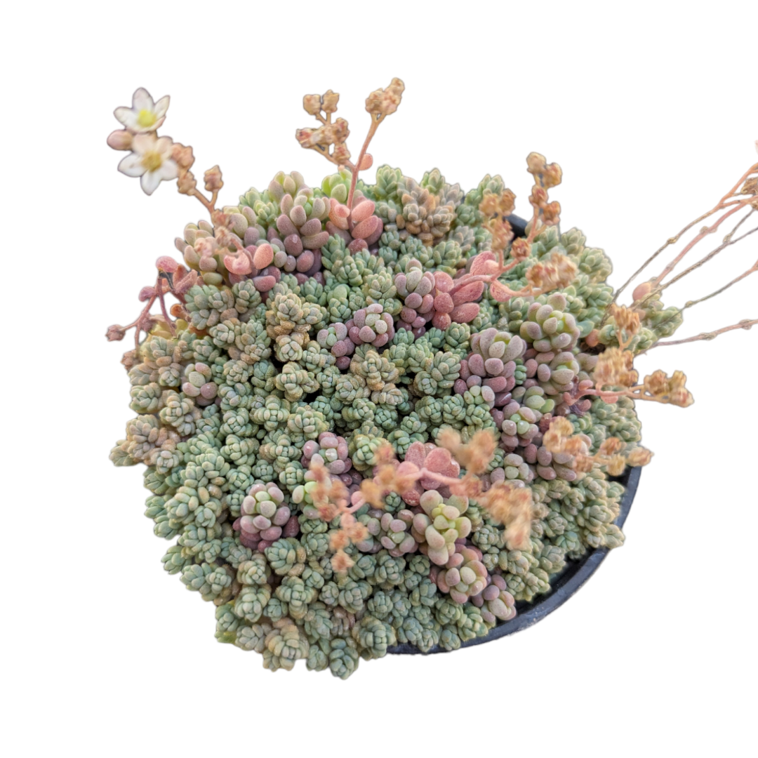 sedum minor succulent Sedum dasyphyllum Mix