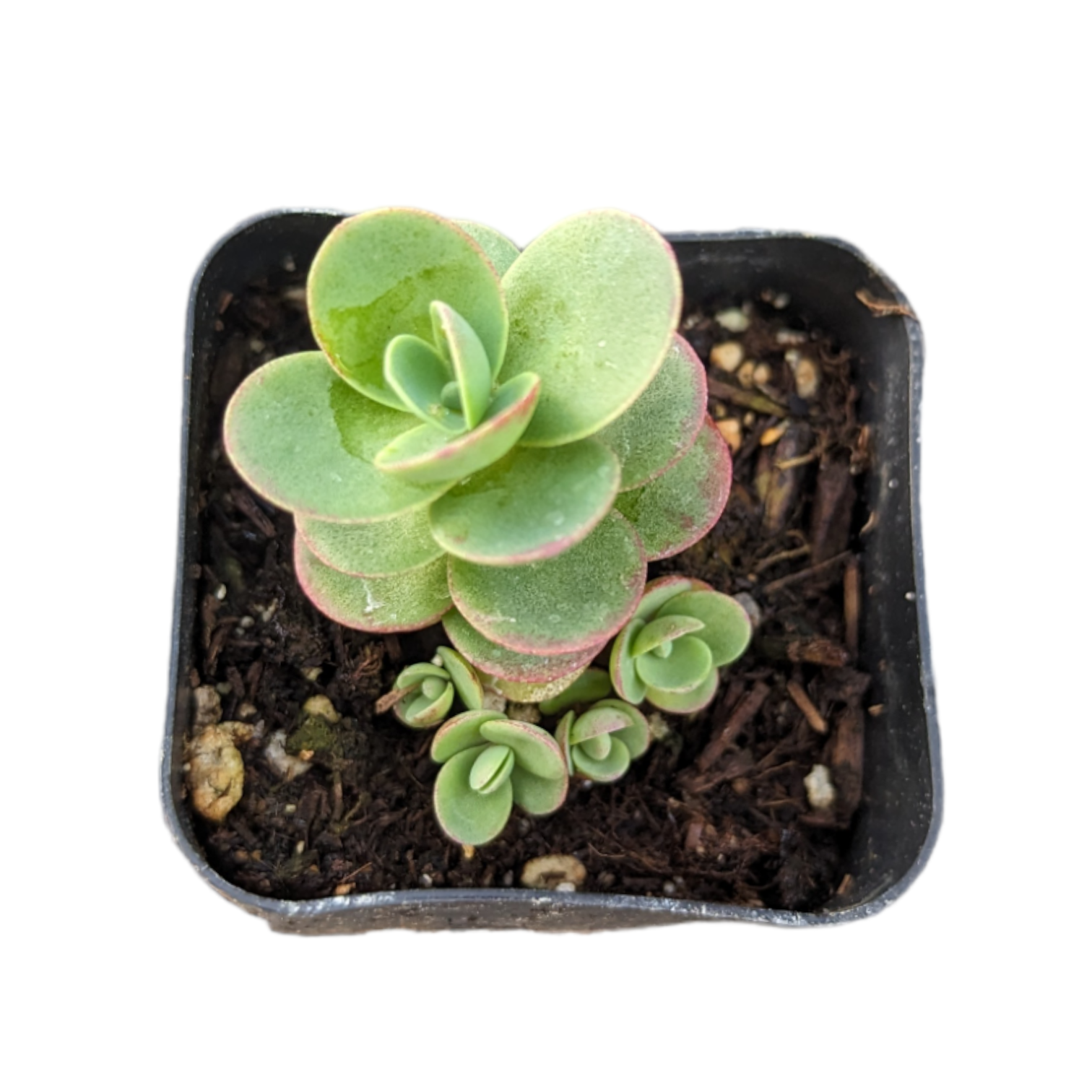 SunSparkler® Sedum 'Lime Zinger'
