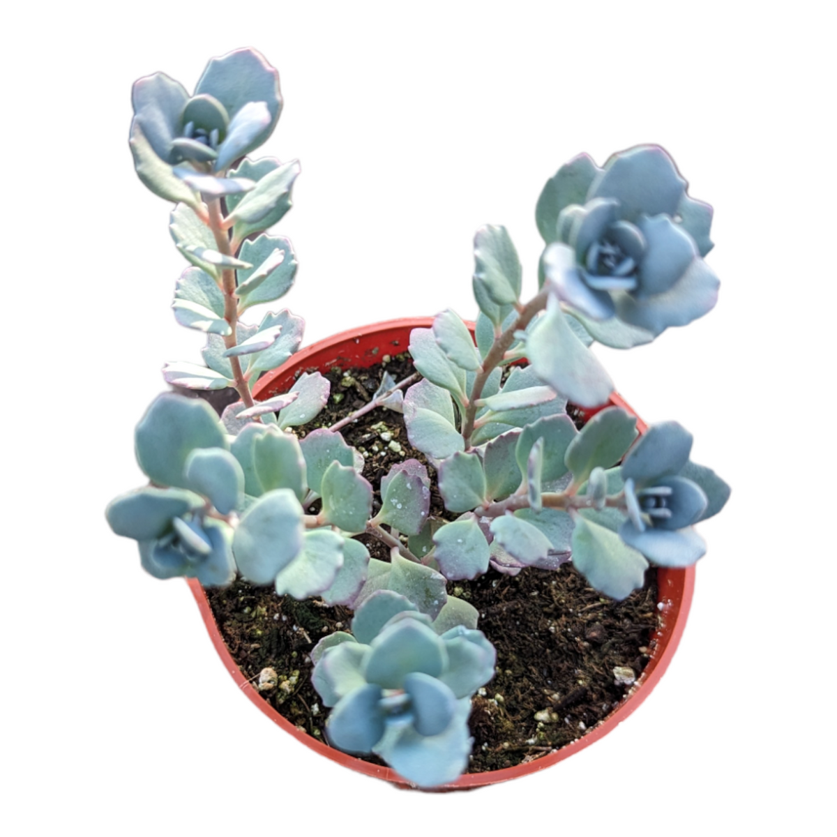 Sedum sieboldii 'Nana' in orange nursery pot.