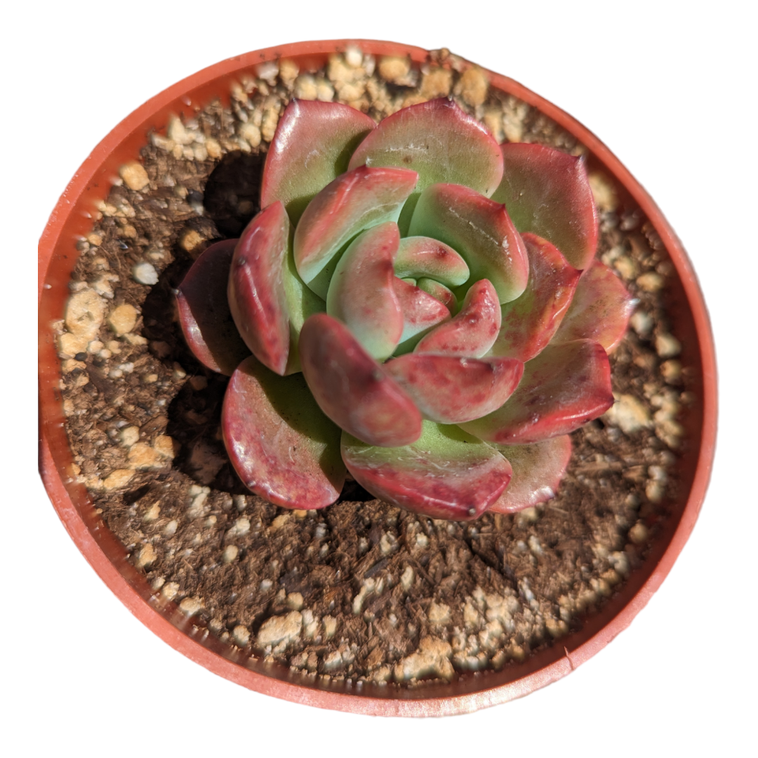 Echeveria Madonna in a small nursery pot.
