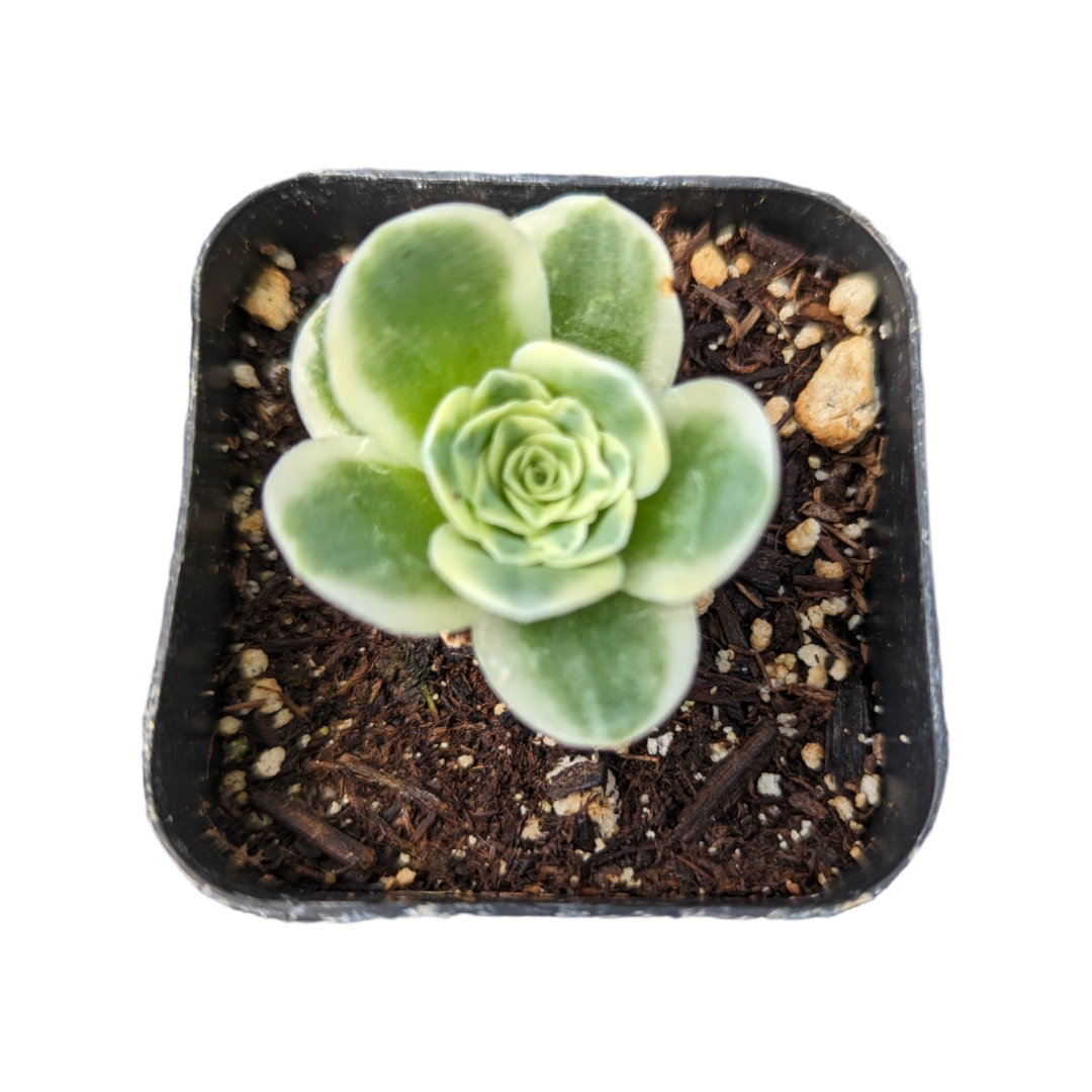 Greenovia aurea variegata