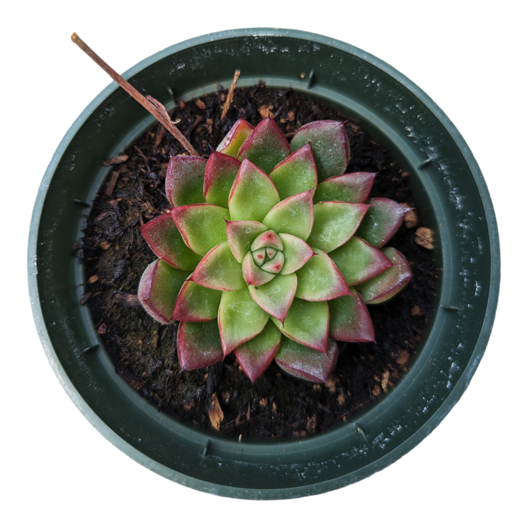 definition of succulent Echeveria firefly