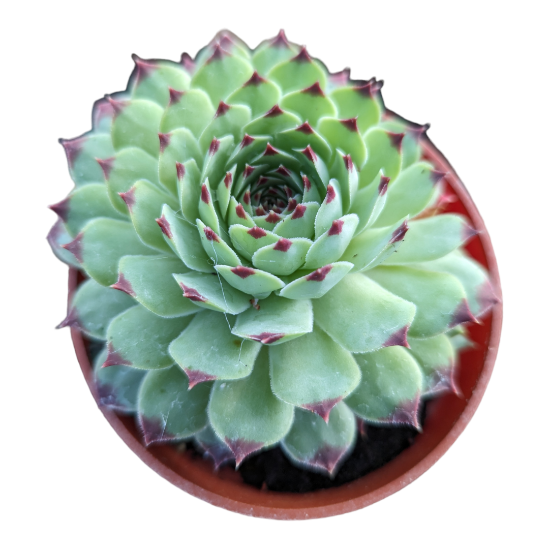 Sempervivum calcareum 'Greenii' - Succulents Depot