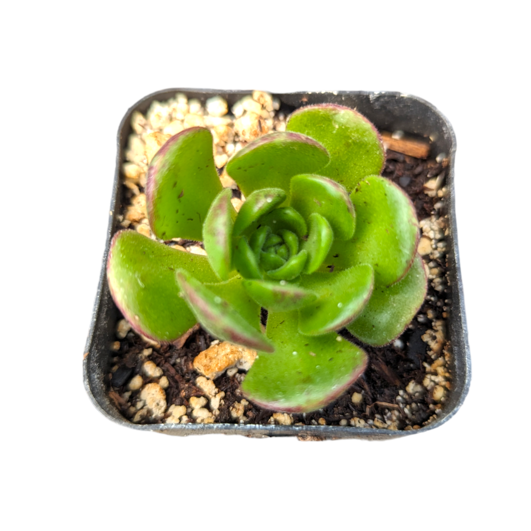 Aeonium saundersii Pinheads 'Little fox'