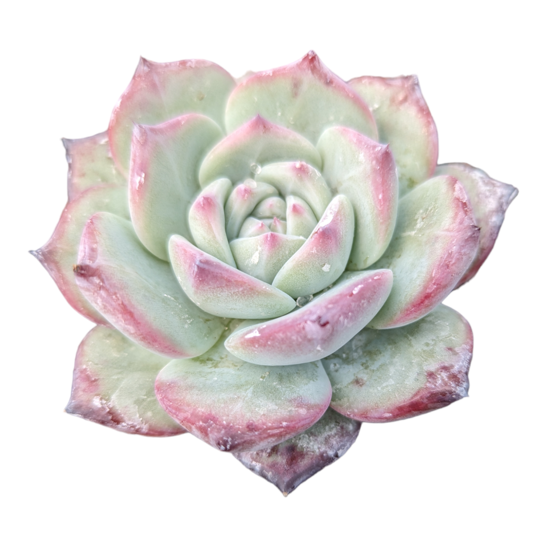 pink white and green succulent Echeveria Prada