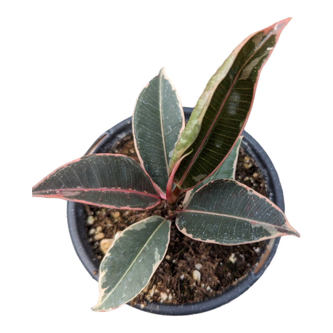 Ficus elastica Ruby - Variegated Rubber Tree