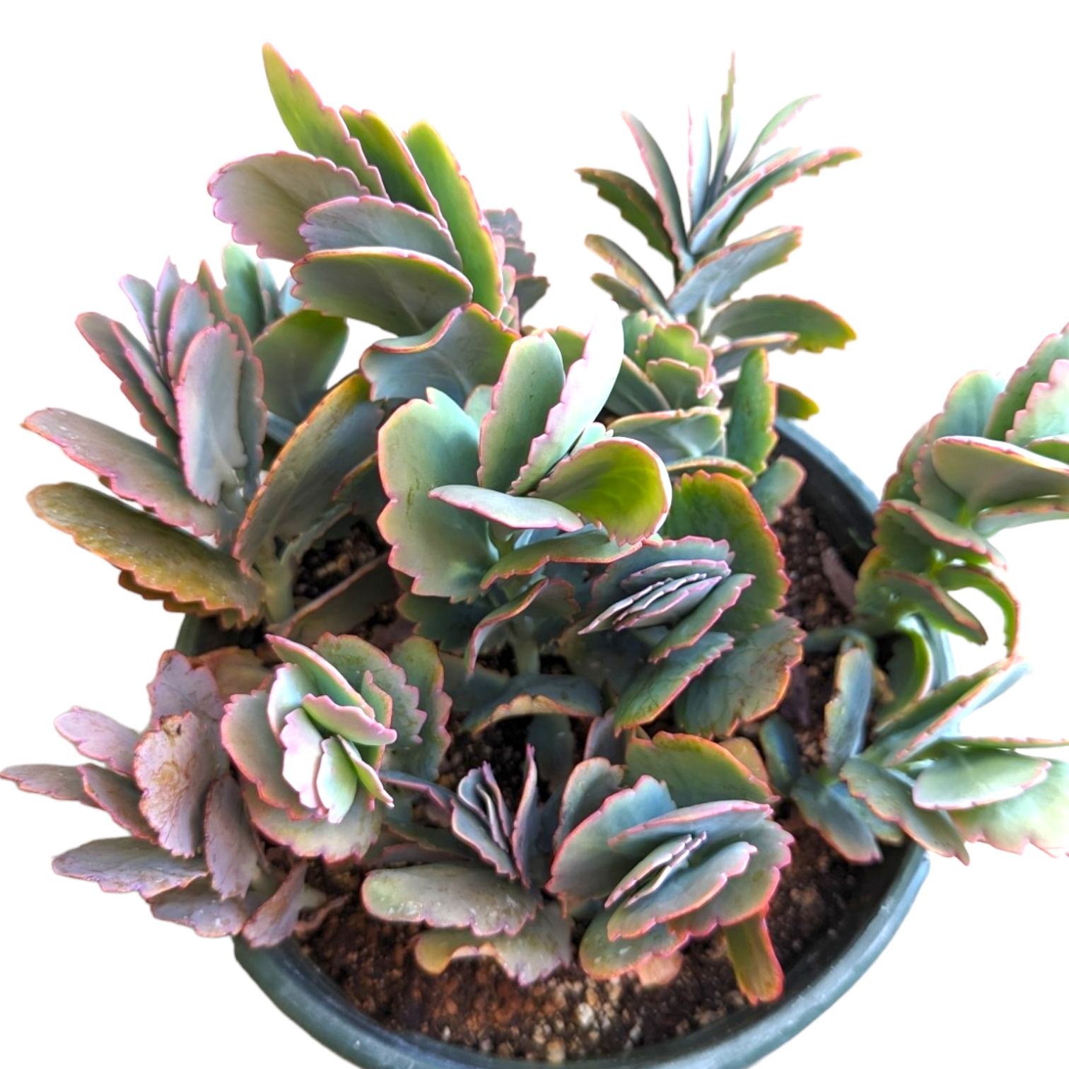 succulent with scalloped edges Kalanchoe fedtschenkoi 'Majestic Scallops'