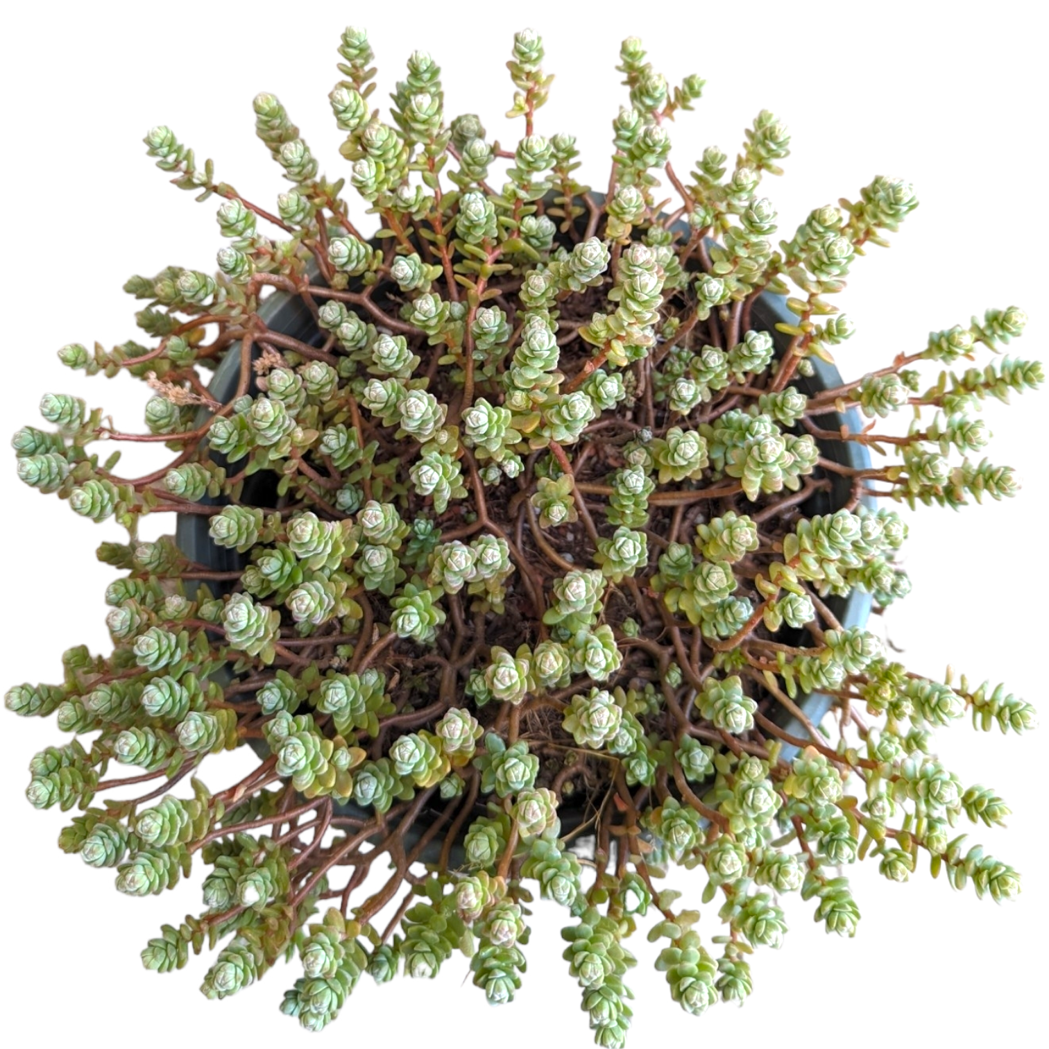 Sedum oaxacanum