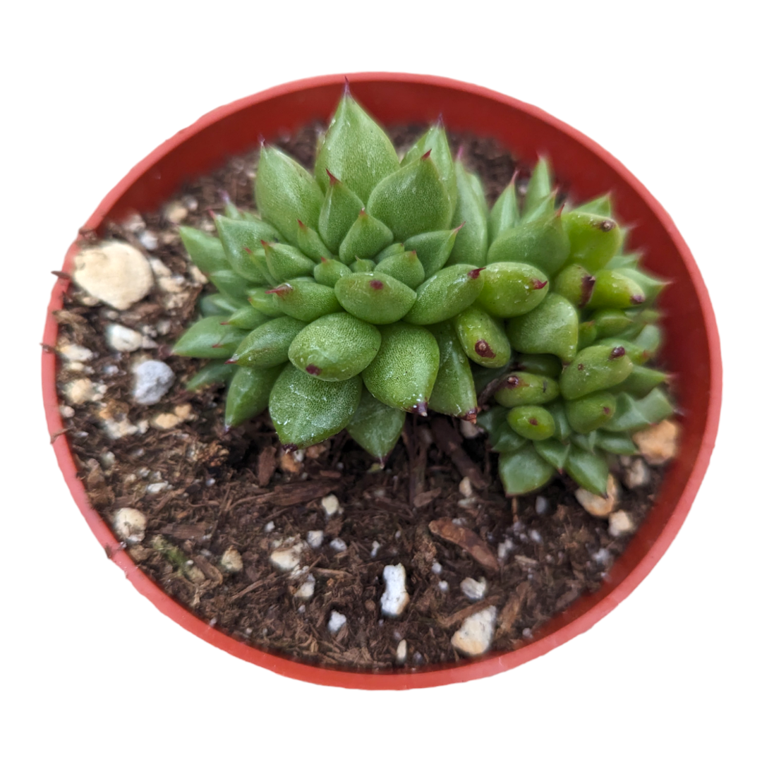 Echeveria agavoides 'Ebony' Crest