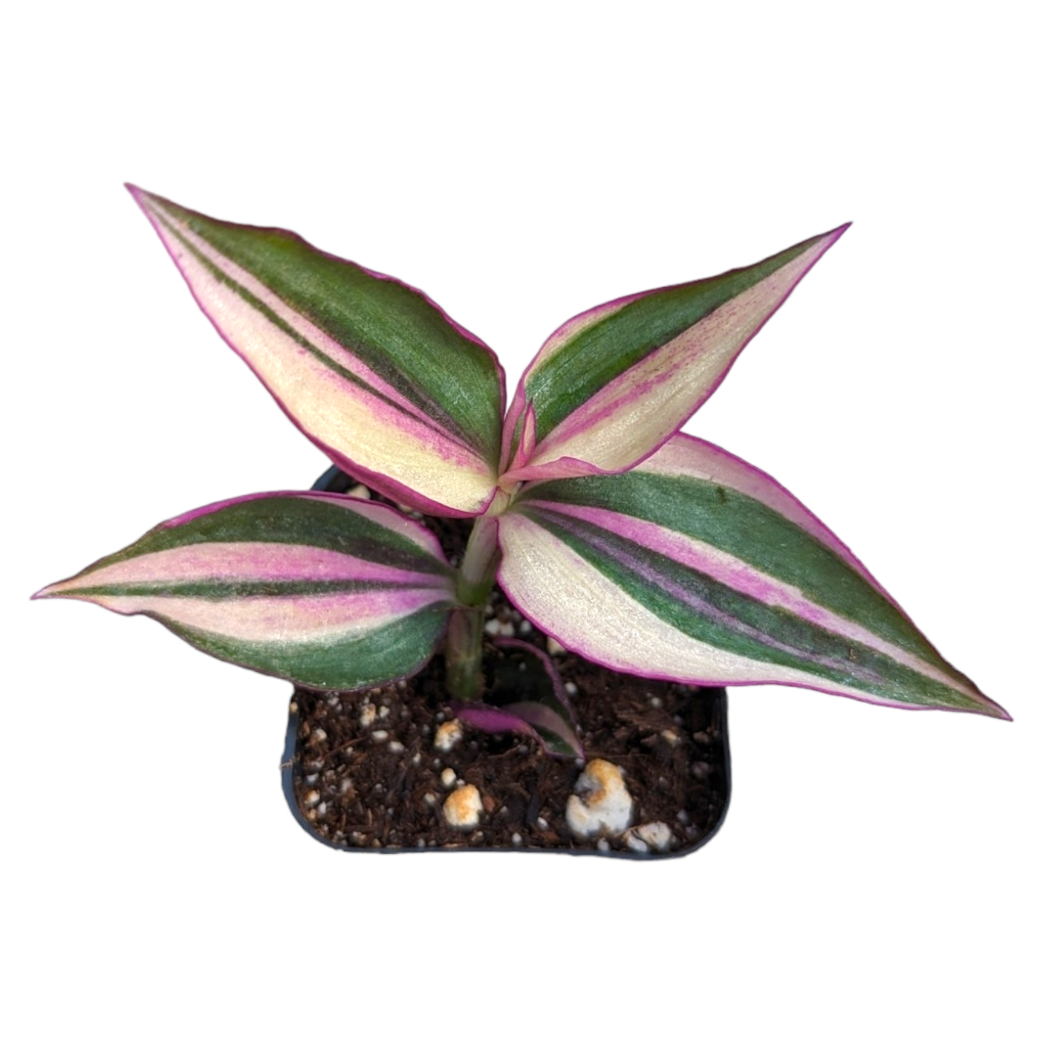 succulents box tradescantia zebrina wandering dude colorful foliage houseplant Tradescantia zebrina Quadcolor Wandering Dude -