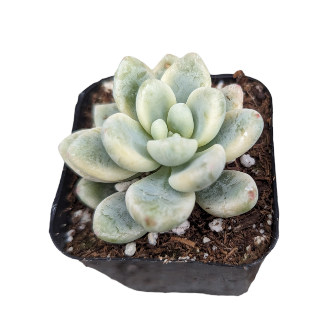 Sedum clavatum Variegata