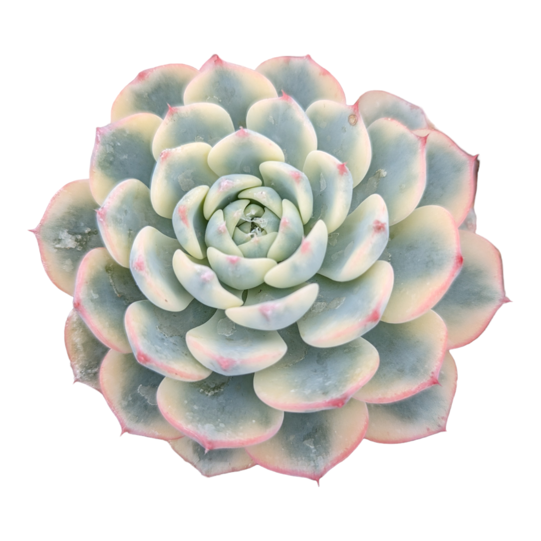 Echeveria Minima Variegata