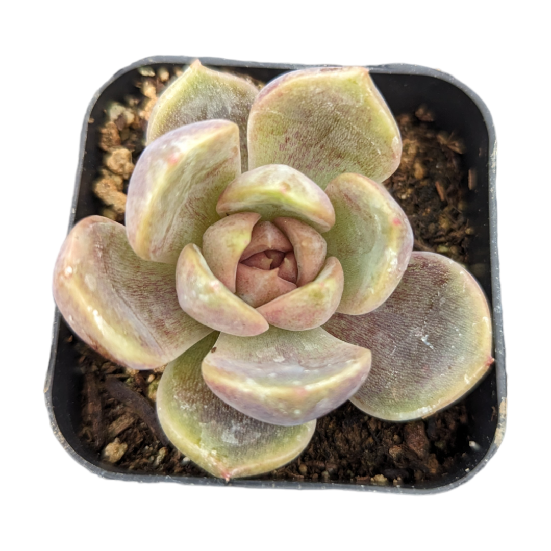 Echeveria Black Rose