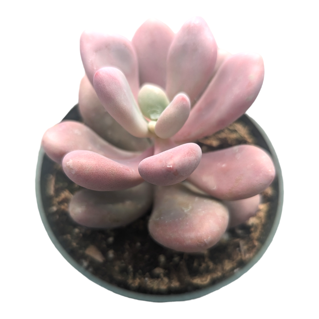 Graptopetalum amethystinum - Lavender Pebbles - Succulents Depot