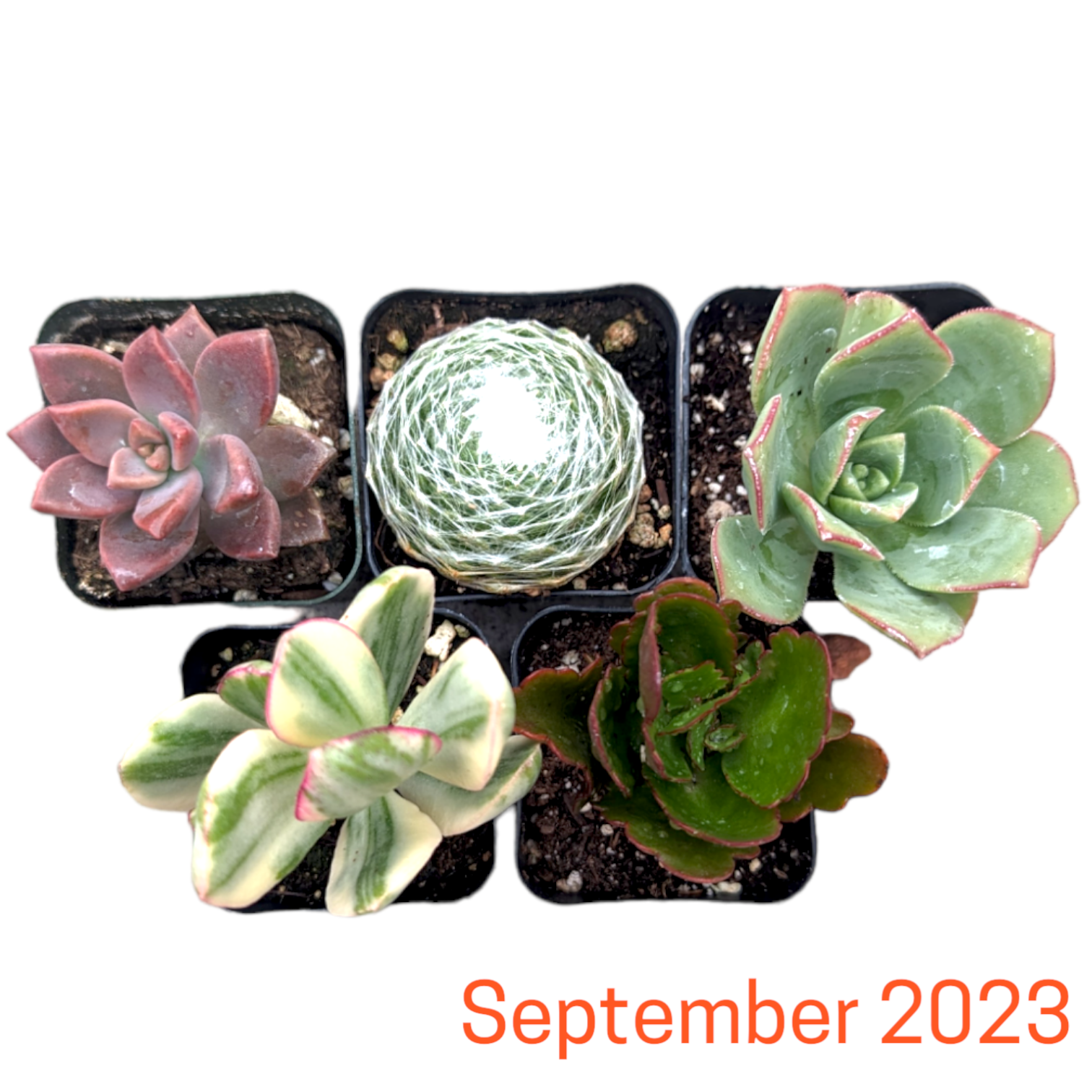 Monthly Subscription Box