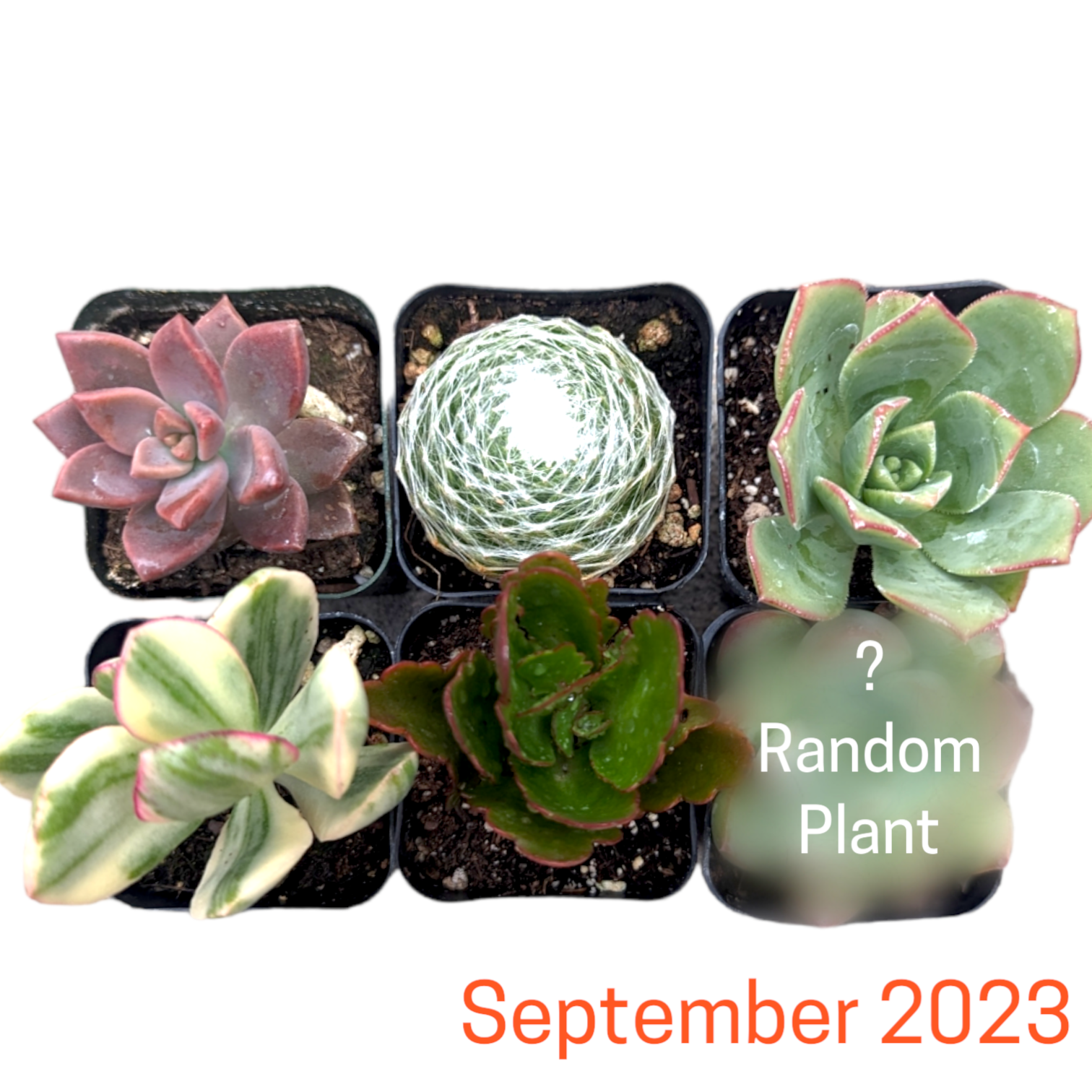 Monthly Subscription Box