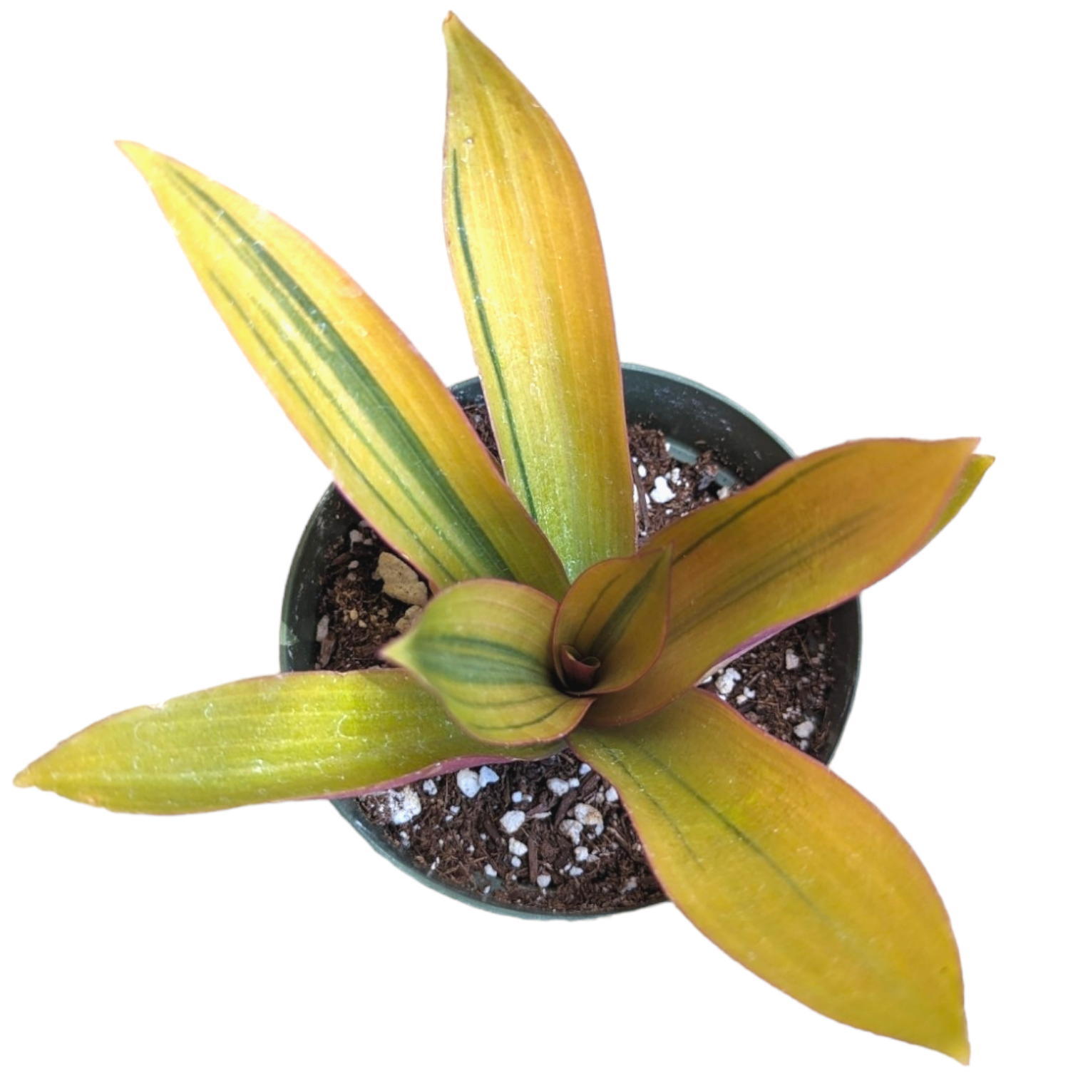 tradescantia spathacea plant Tradescantia spathacea 'Sitara's Gold'
