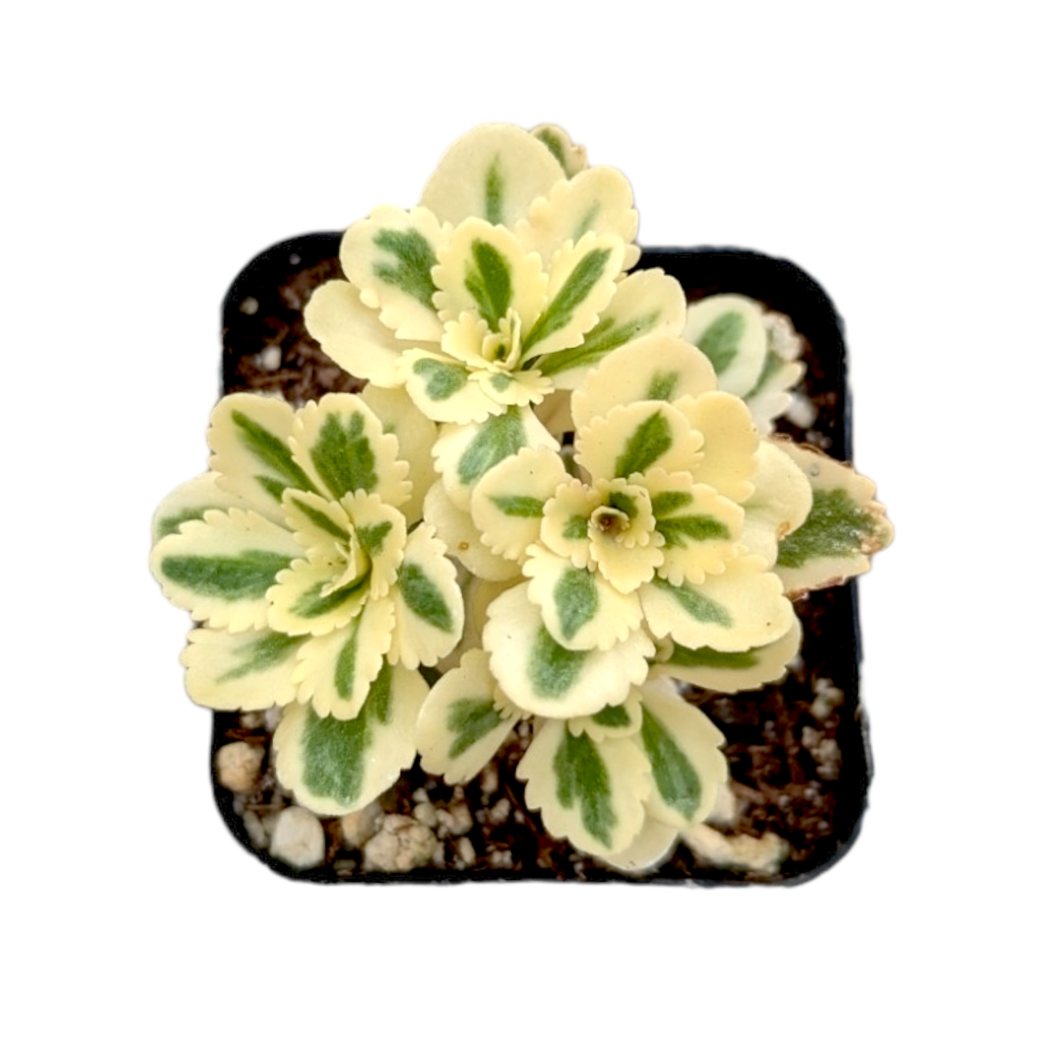 Sedum takesimense Atlantis™ Variegated