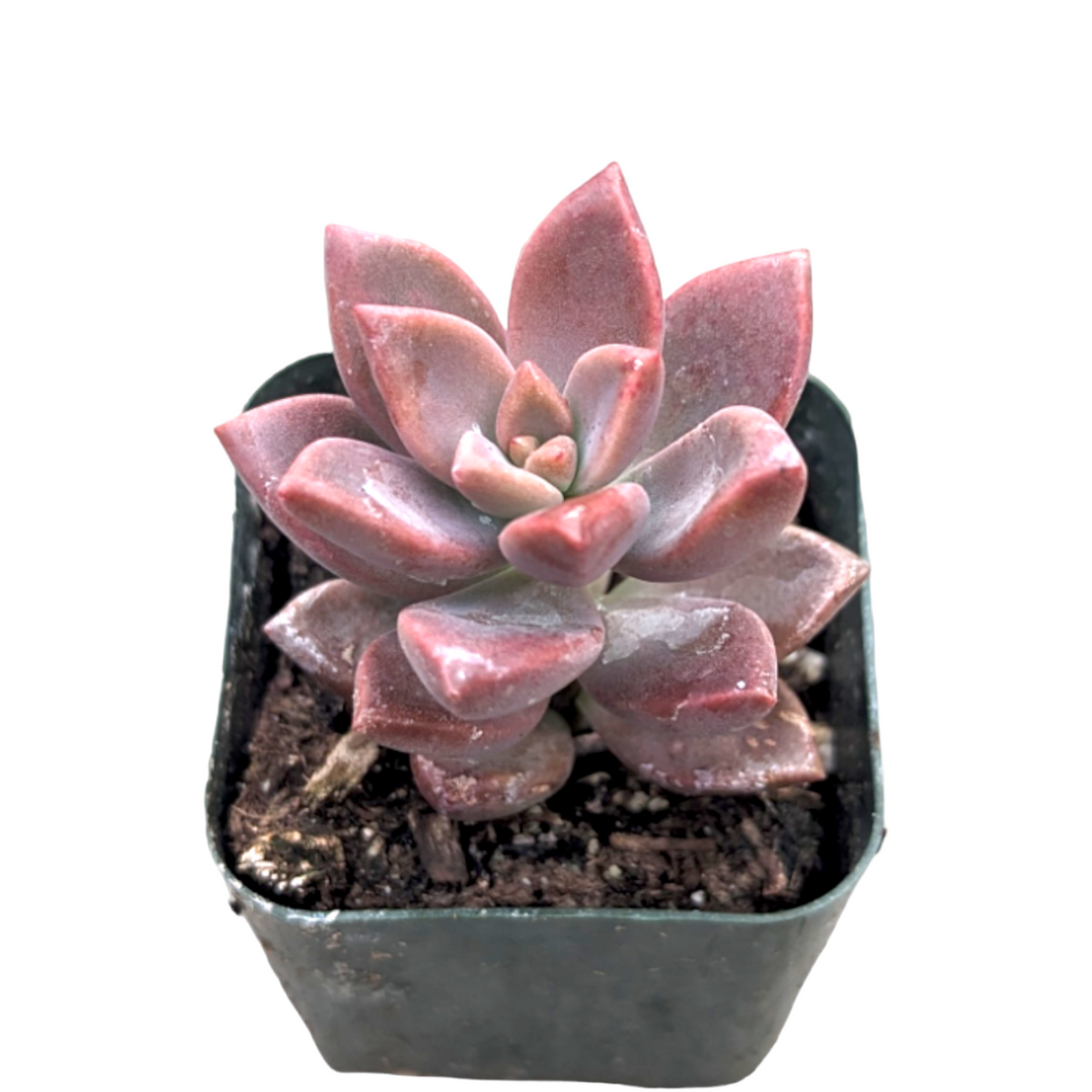 Graptosedum 'Alpenglow' succulent in pot with pinkish-purple rosette, fleshy triangular leaves, ideal houseplant from Succulents Depot.