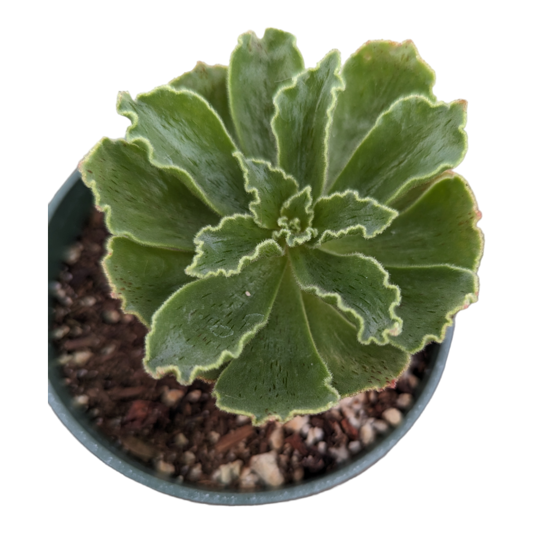 Aeonium Smithii