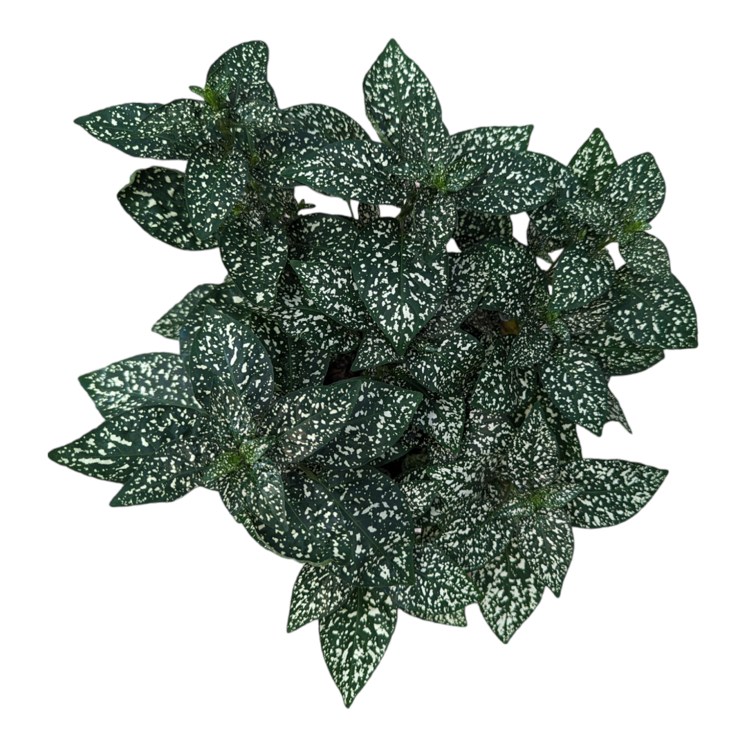 succulent white dots White Splash Polka Dot Plant
