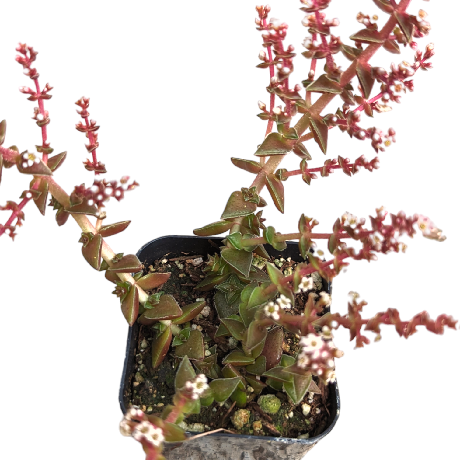 Crassula capitella ssp. thyrsiflora 'Pagoda Village'